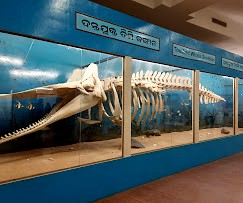 Regional Museum of Natural History, photo 1 of 8