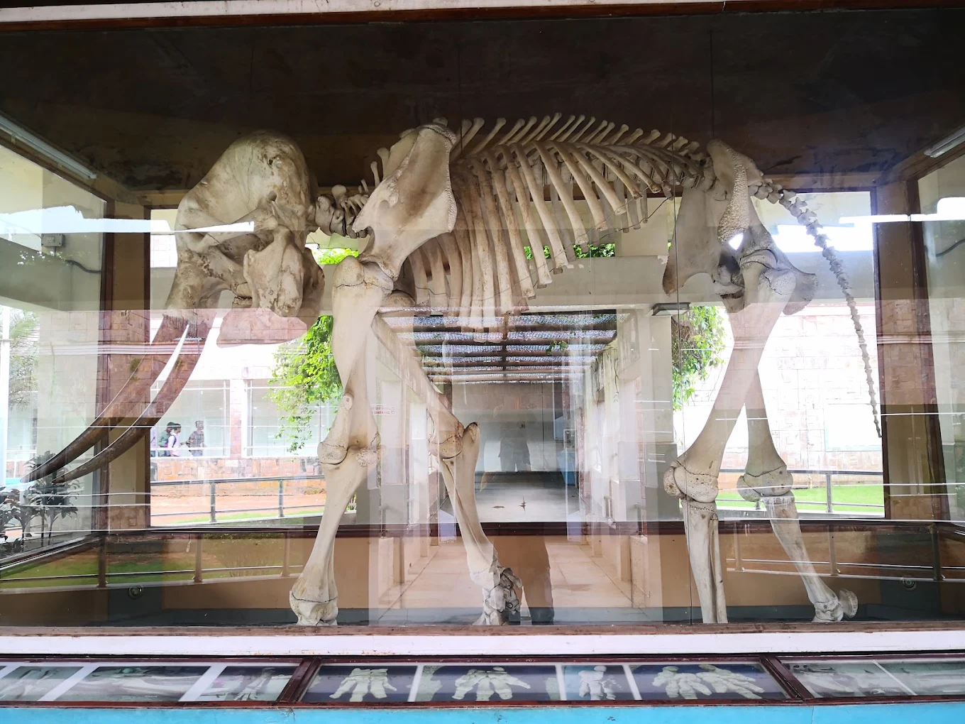 Regional Museum of Natural History, photo 4 of 8