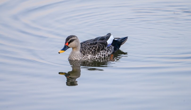 Salim Ali Lake, photo 1 of 6
