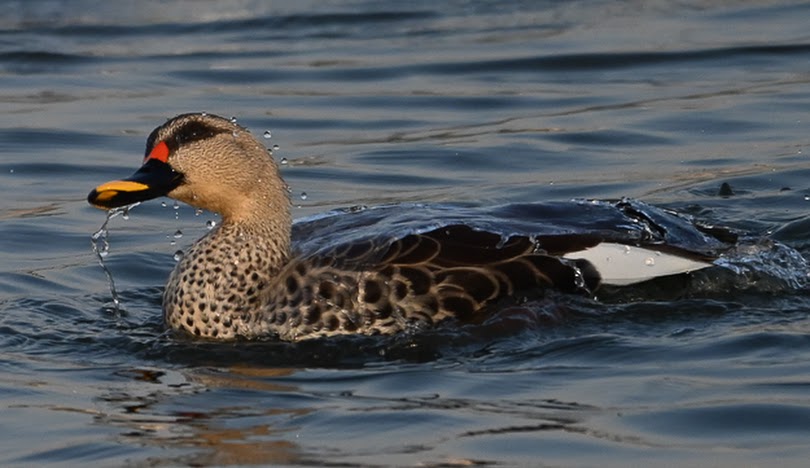 Salim Ali Lake, photo 2 of 6