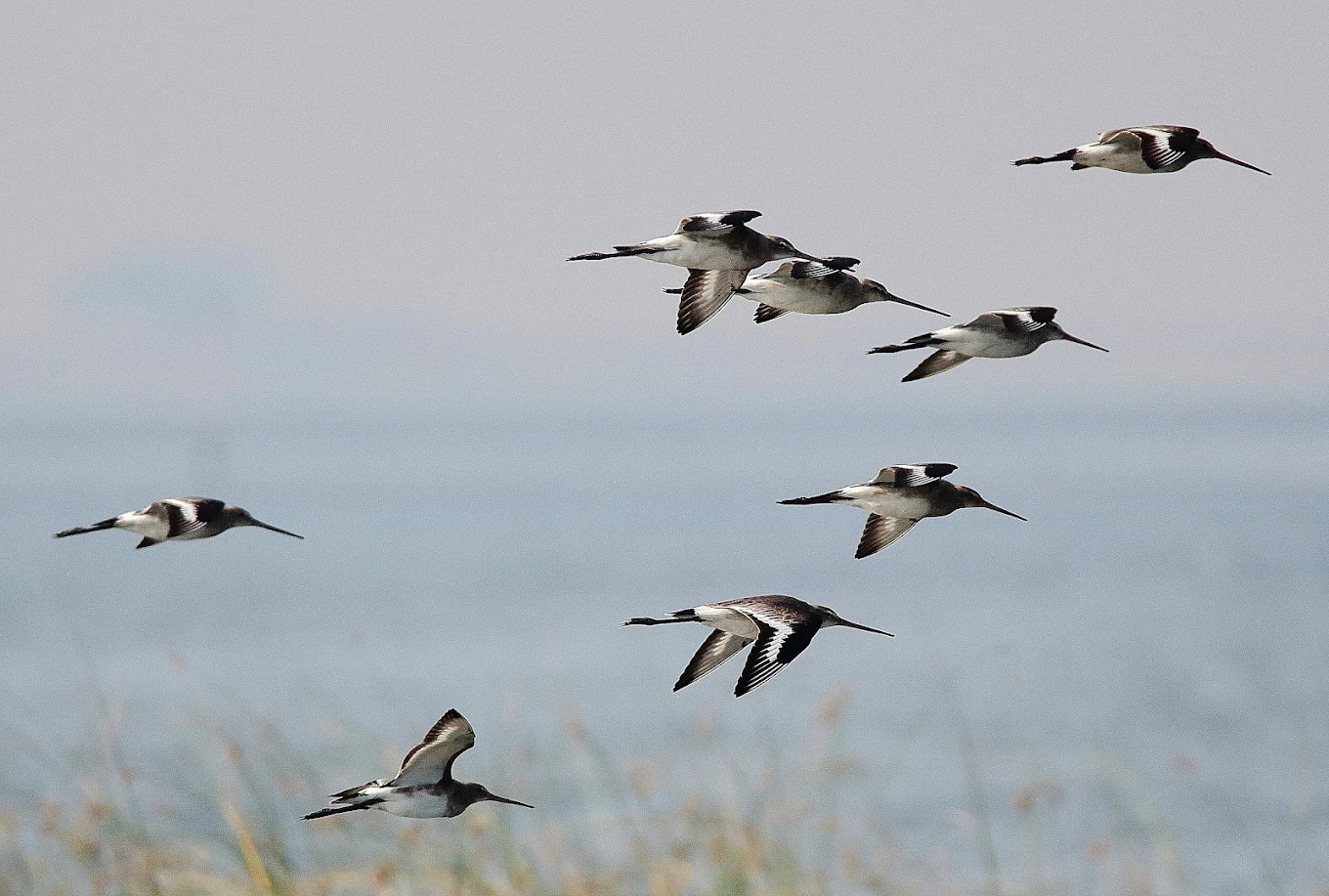 Nalbana Bird Sanctuary ନଳବଣ ପକ୍ଷୀ ଅଭୟାରଣ୍ୟ, photo 1 of 7