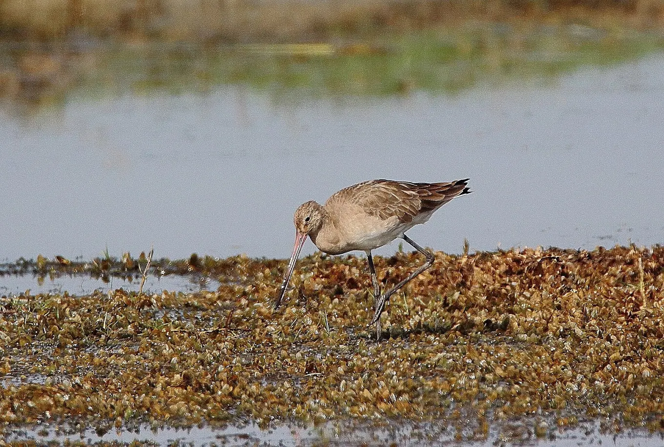 Nalbana Bird Sanctuary ନଳବଣ ପକ୍ଷୀ ଅଭୟାରଣ୍ୟ, photo 2 of 7