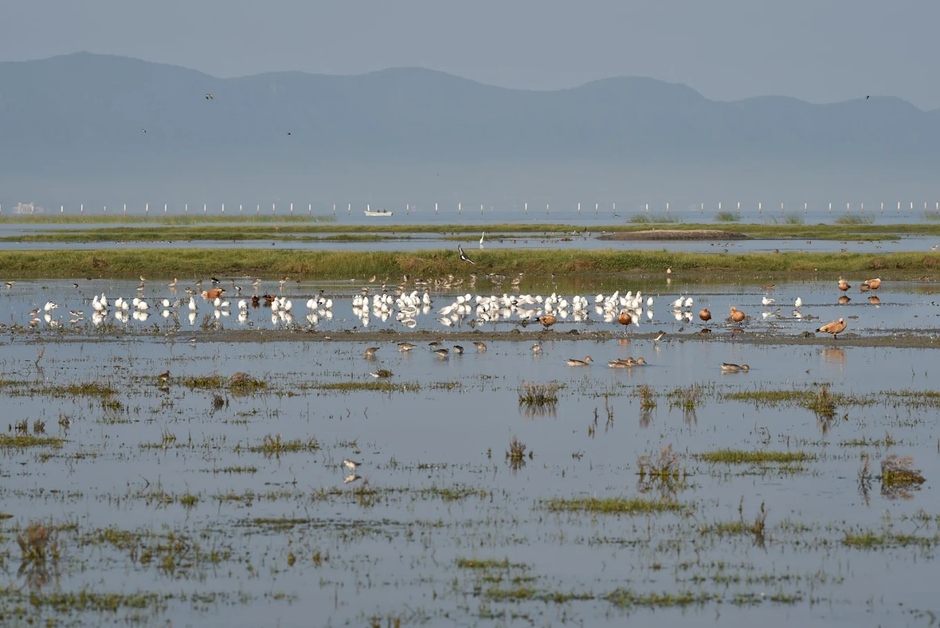 Nalbana Bird Sanctuary ନଳବଣ ପକ୍ଷୀ ଅଭୟାରଣ୍ୟ, photo 3 of 7