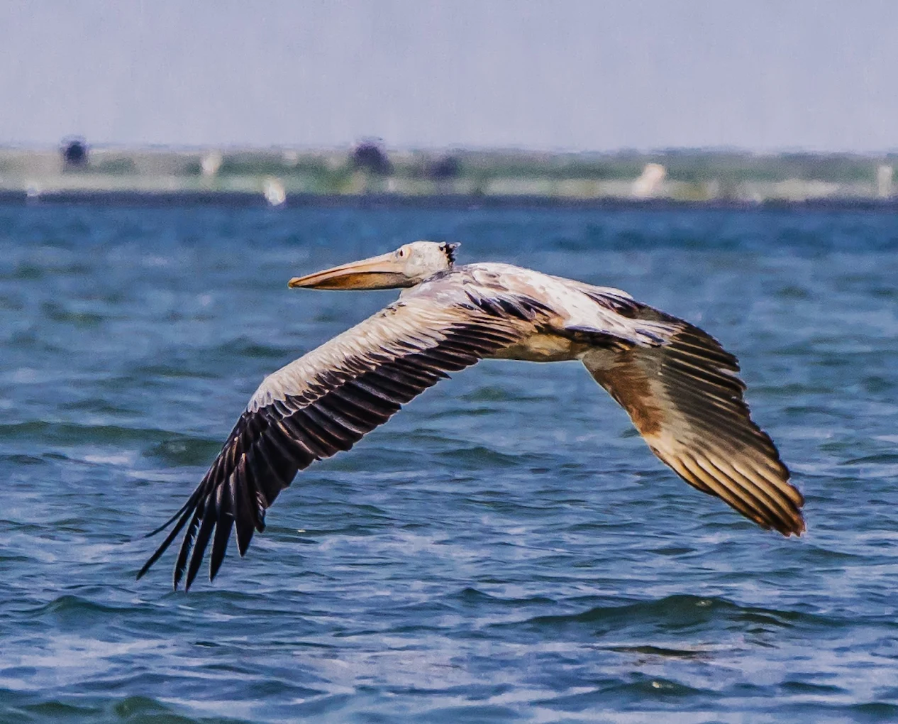 Nalbana Bird Sanctuary ନଳବଣ ପକ୍ଷୀ ଅଭୟାରଣ୍ୟ, photo 4 of 7
