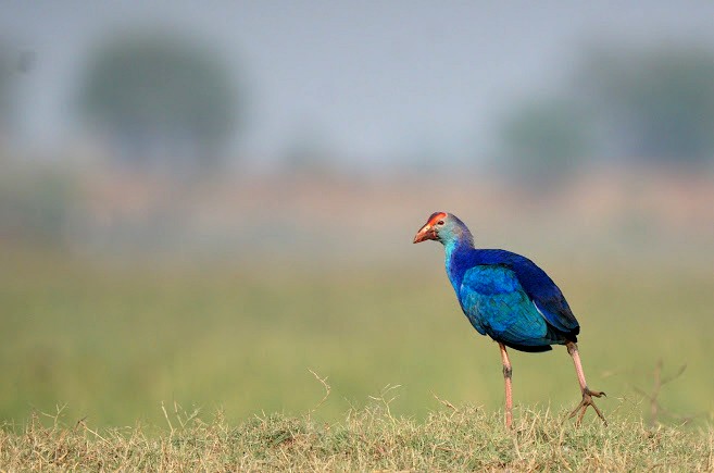 Mangalajodi Bird Watching Tower, photo 3 of 8
