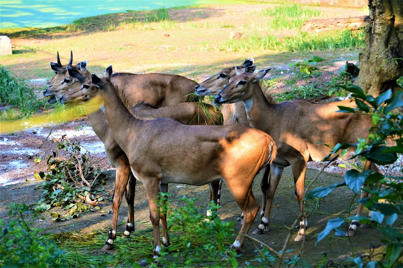 Deer Park, photo 4 of 6