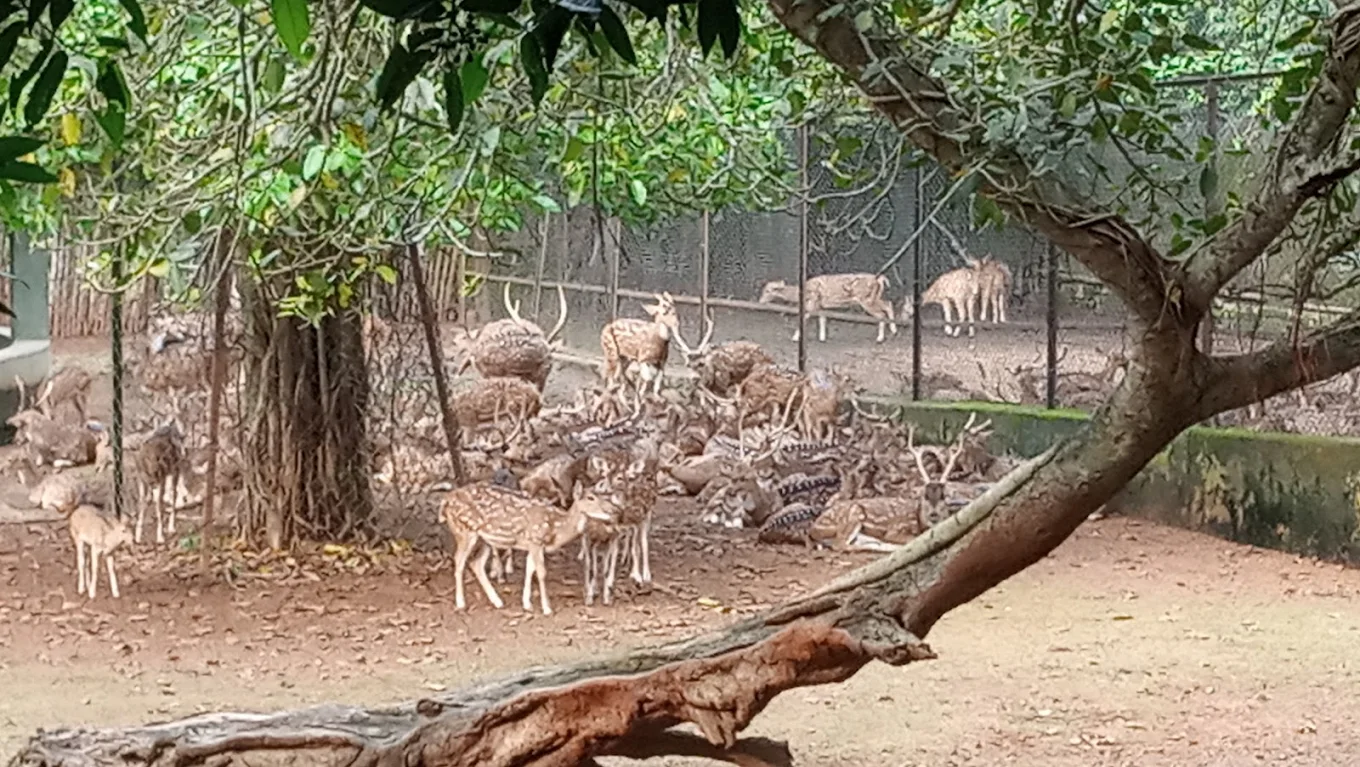 Deer Park, photo 2 of 6
