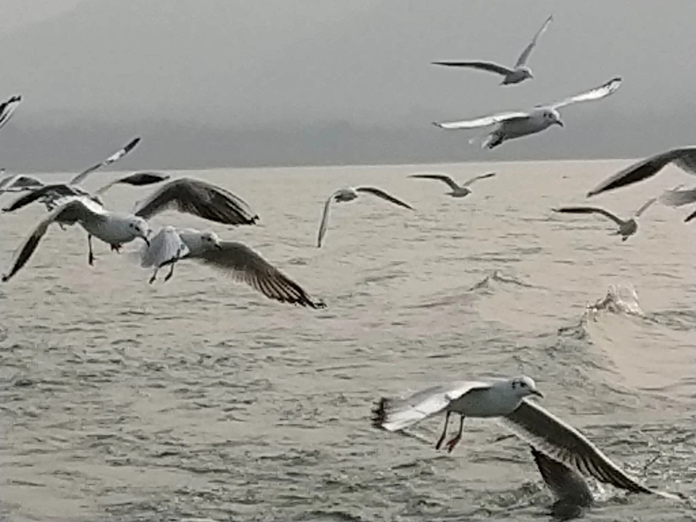 Cattle Island, photo 4 of 7