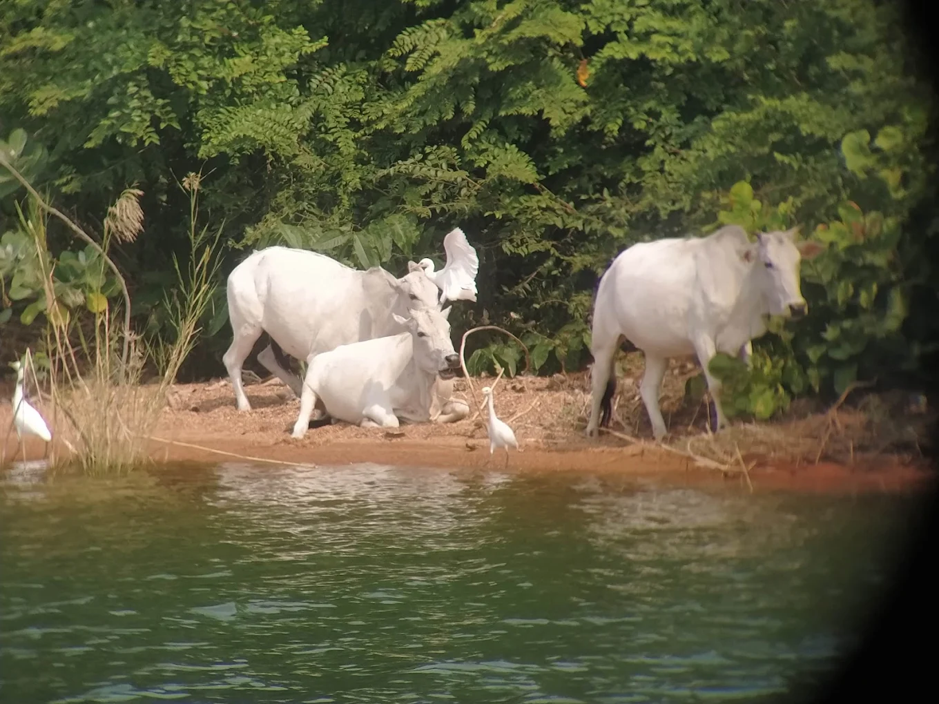 Cattle Island, photo 2 of 7