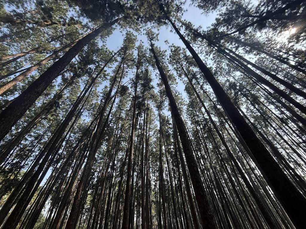 Daringbadi, Odisha, photo 4