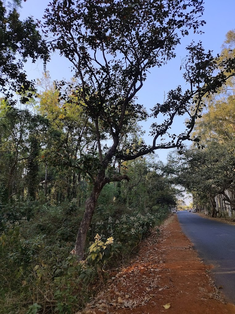 Daringbadi Pine forest view point, photo 4 of 8