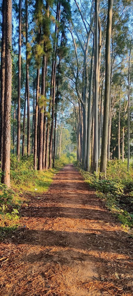 Daringbadi Pine forest view point, photo 2 of 8