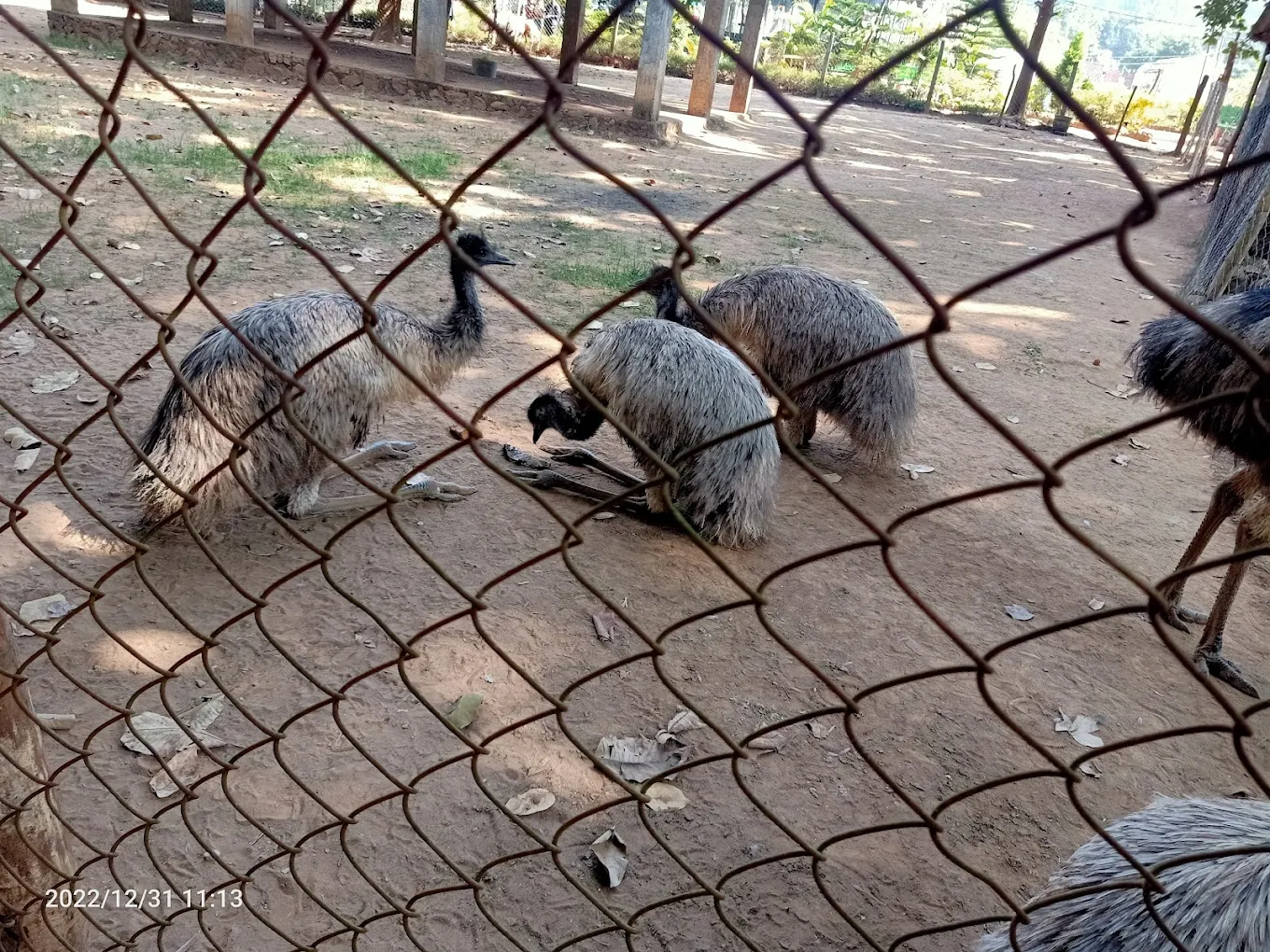 Emu Birds Zoo, photo 4 of 9