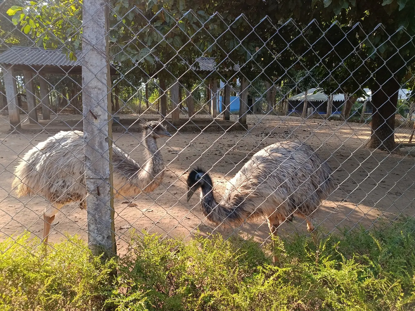 Emu Birds Zoo, photo 1 of 9