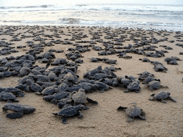 Gahirmatha Marine Sanctuary, photo 1 of 8