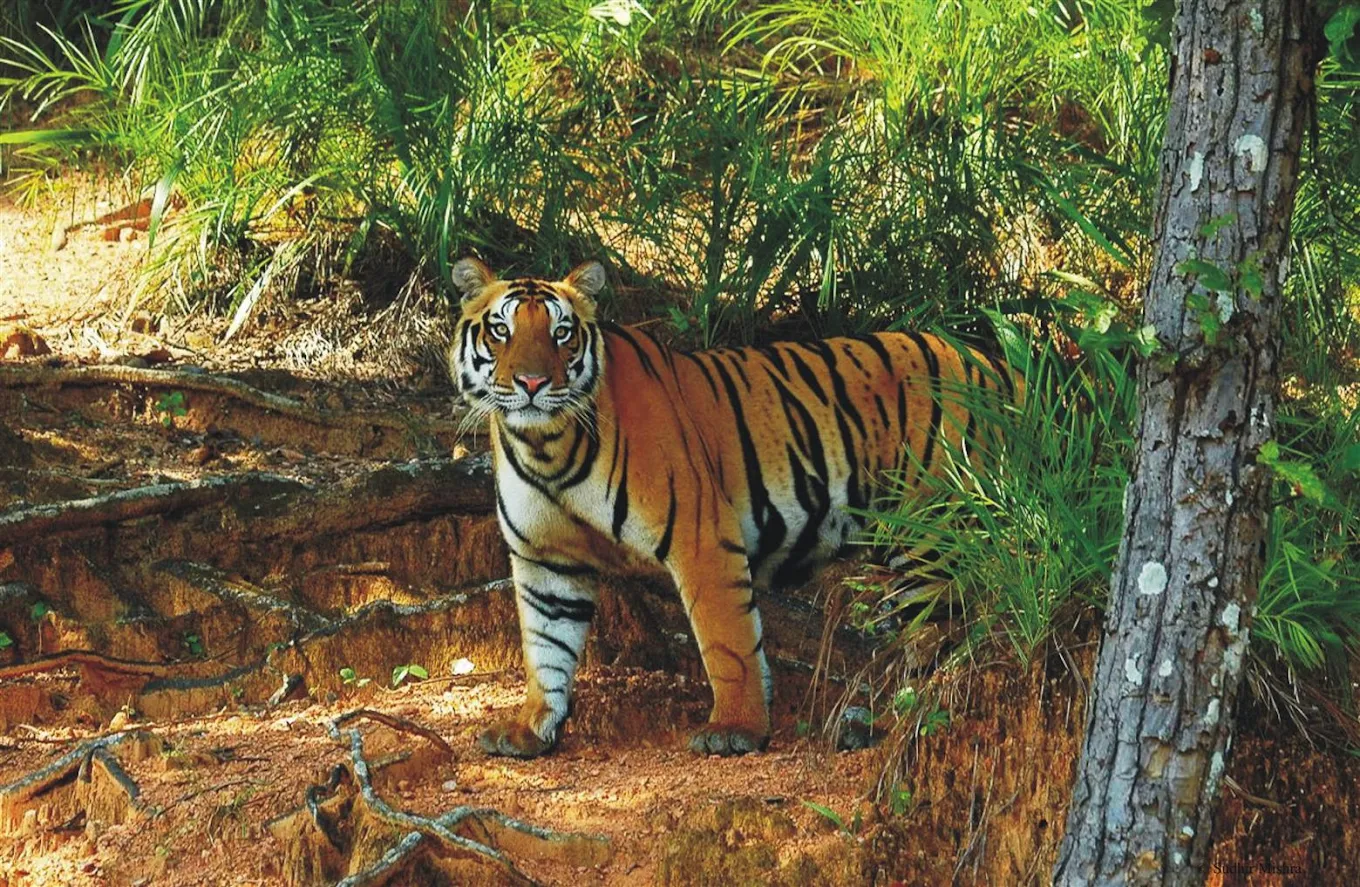 Satkosia Tiger Reserve, photo 3 of 12