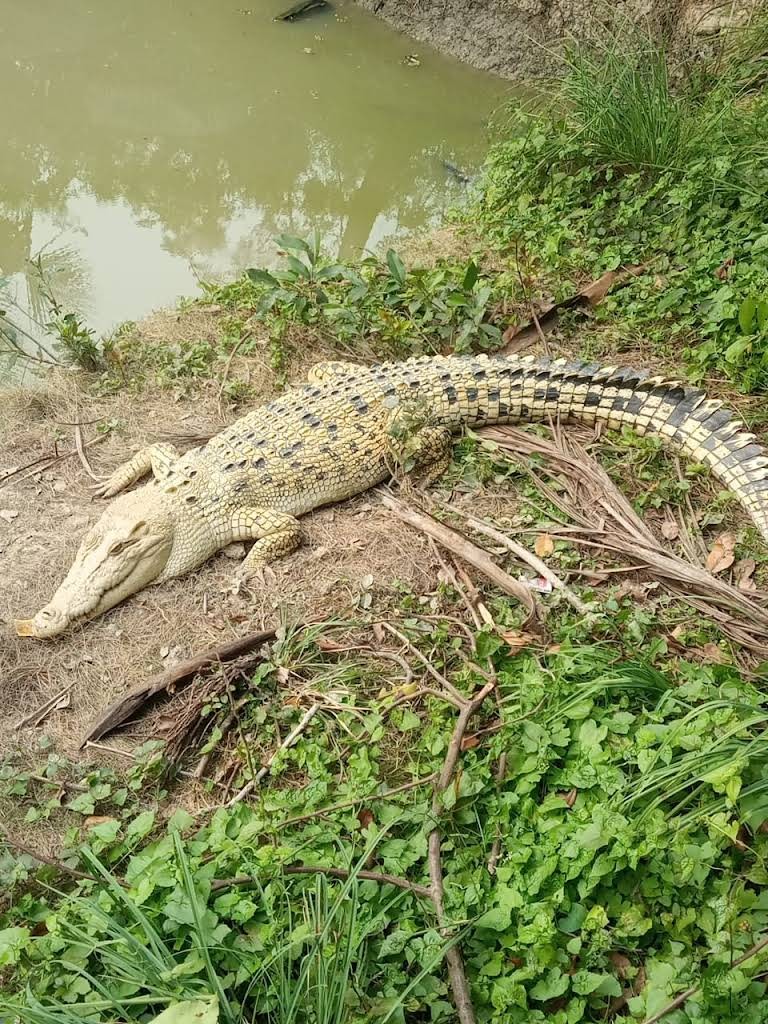 Santiniketan, West Bengal, photo 2