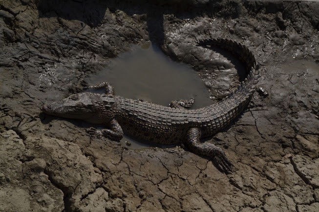 Crocodile Pond, photo 2 of 9