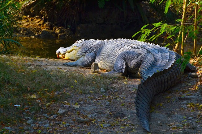 Crocodile Pond, photo 3 of 9