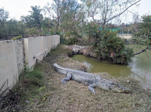 Crocodile Pond, photo 1 of 9
