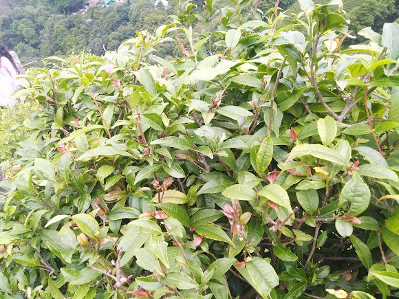 Tea Garden View, photo 3 of 5
