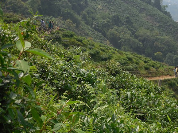 Tea Garden View, photo 4 of 5