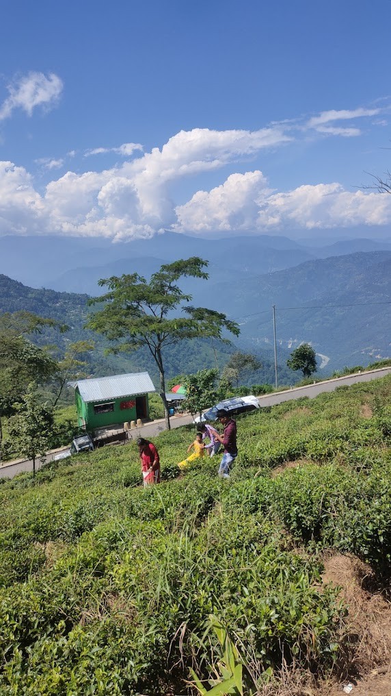 Tea Garden View, photo 1 of 5