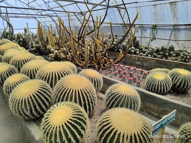 Caktus Nursery, photo 3 of 8