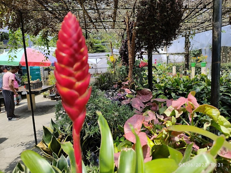 Caktus Nursery, photo 1 of 8