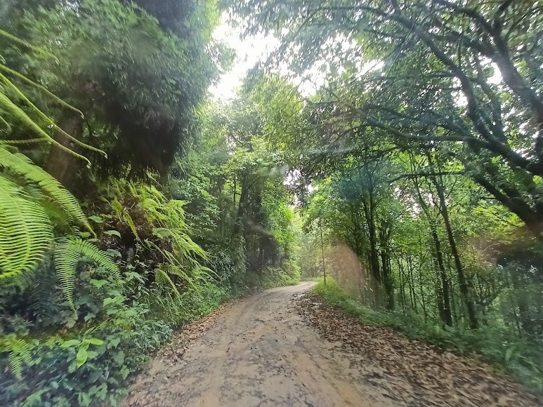 Dowhill forest, photo 4 of 7