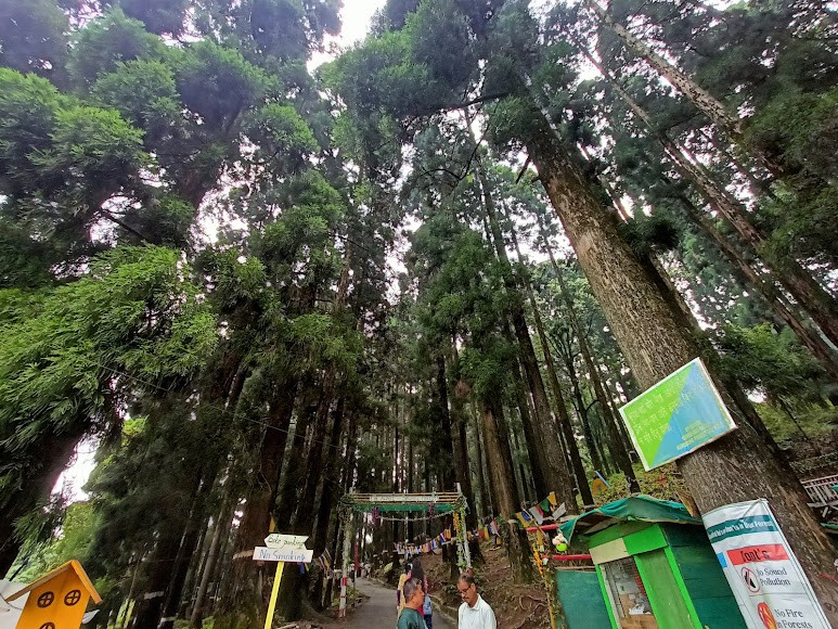 Dowhill forest, photo 1 of 7