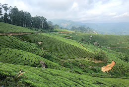 Tea Gardens, photo 1 of 10