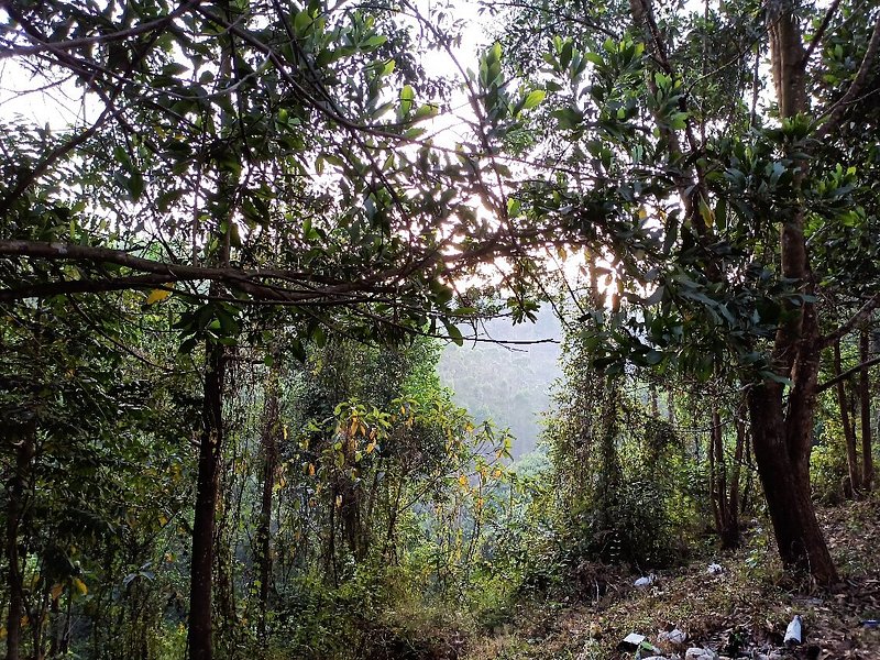 Tea Gardens, photo 3 of 10