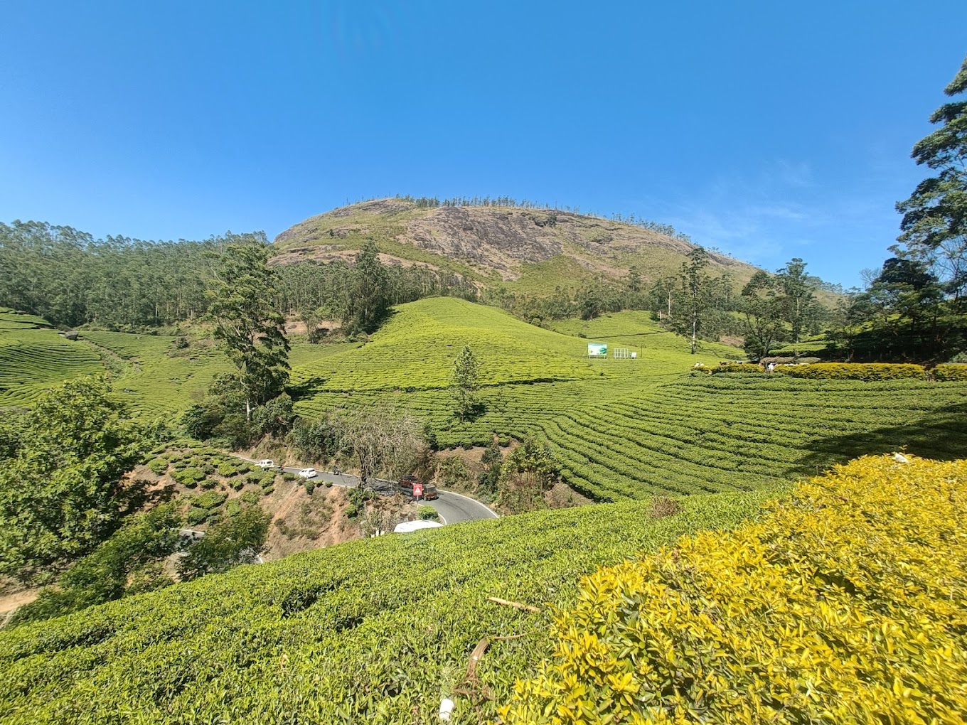 Tea Gardens, photo 2 of 10