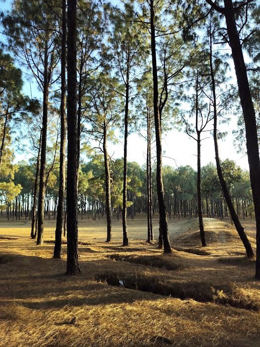 Pine Forest, photo 2 of 13