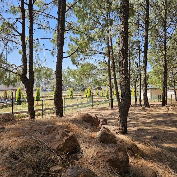 Pine Forest, photo 3 of 13