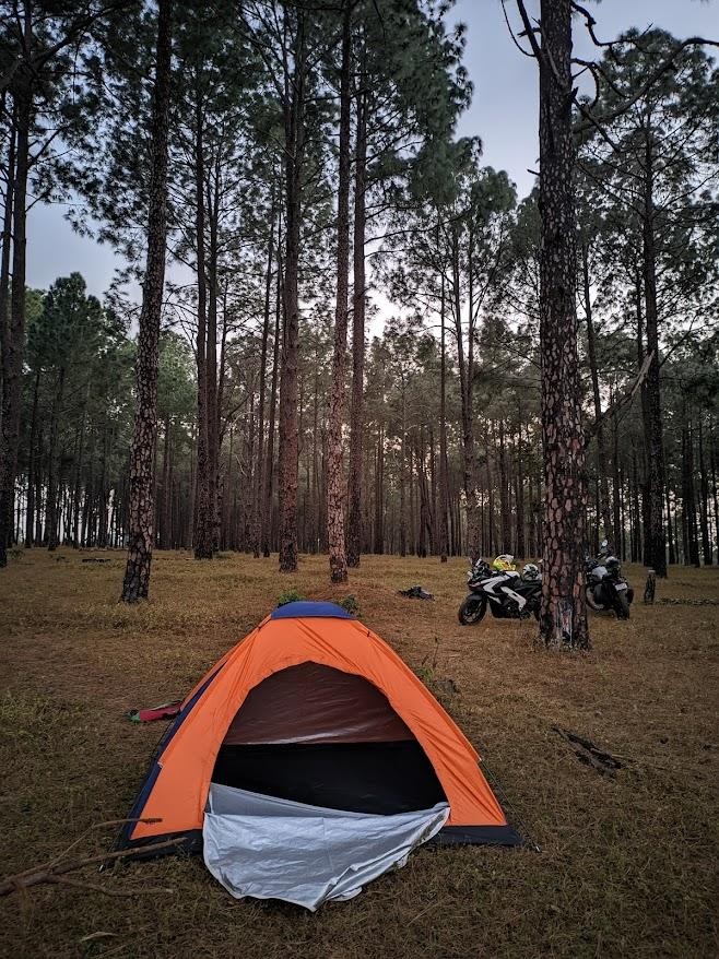 Pine Forest, photo 1 of 13