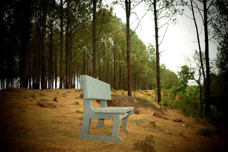 Pine Forest, photo 4 of 13