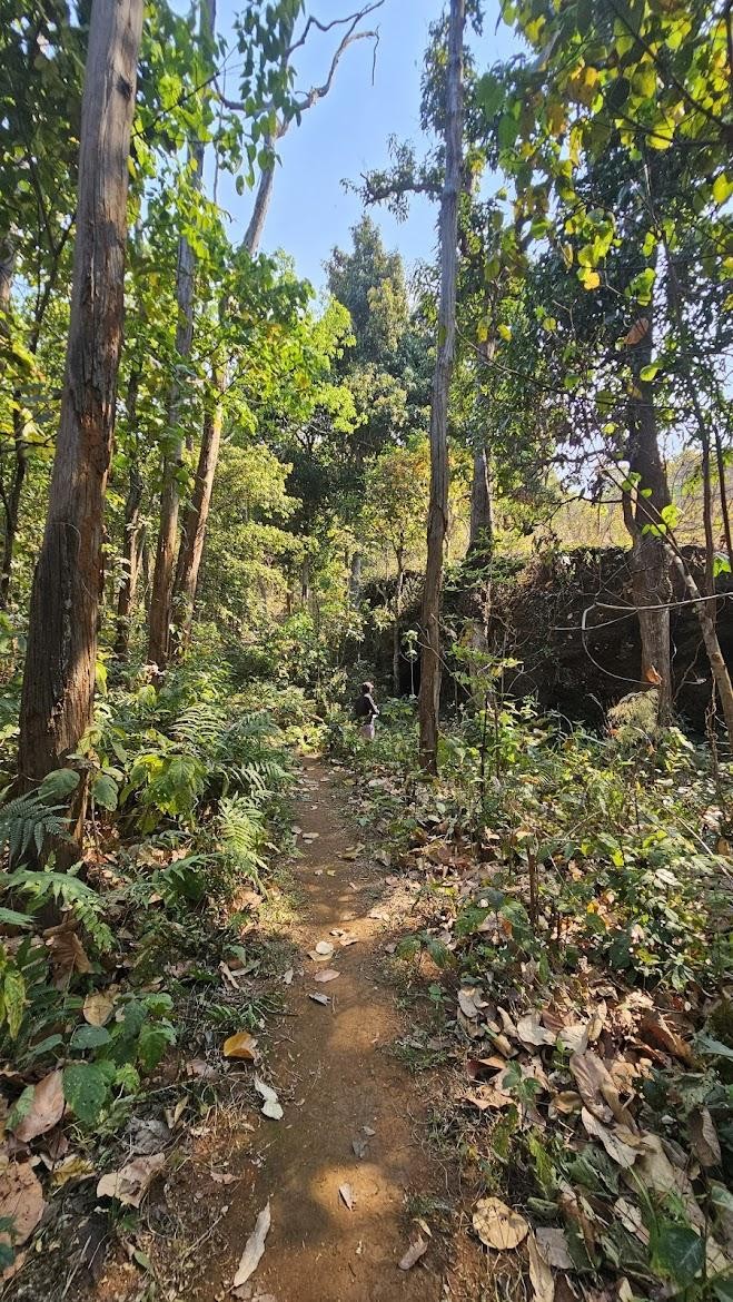 SARANDA FOREST, photo 1 of 6