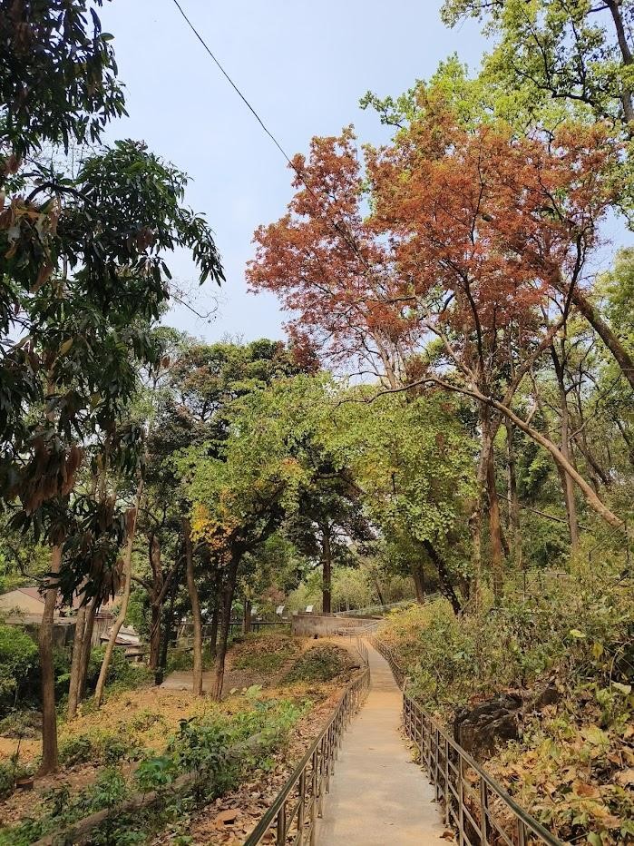 SARANDA FOREST, photo 2 of 6