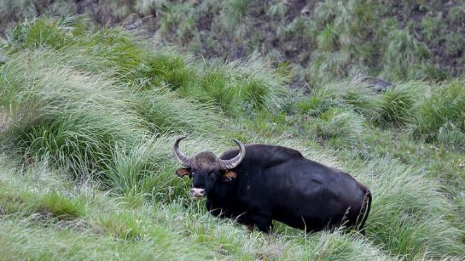 Periyar National Park, photo 1 of 5
