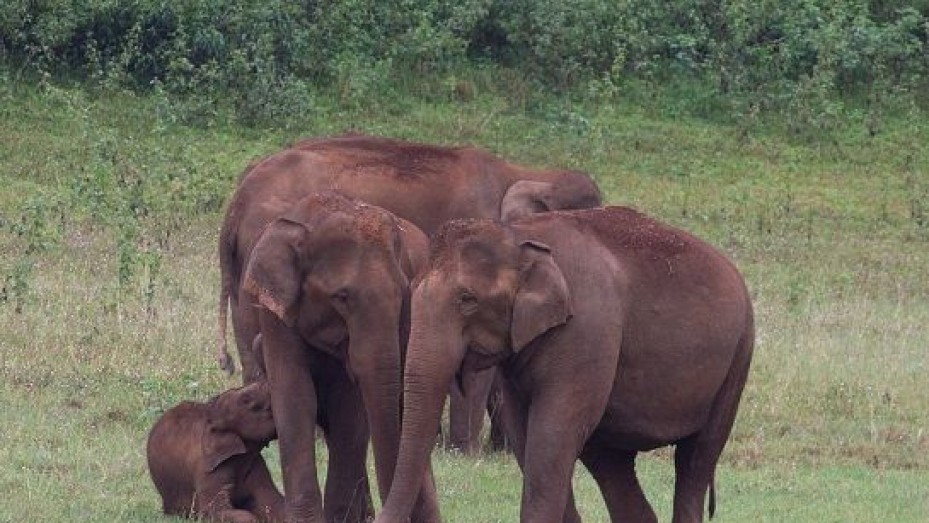 Periyar National Park, photo 2 of 5