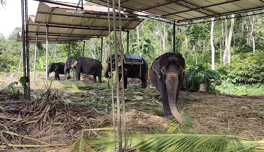 Elephant Junction Thekkady, photo 4 of 7
