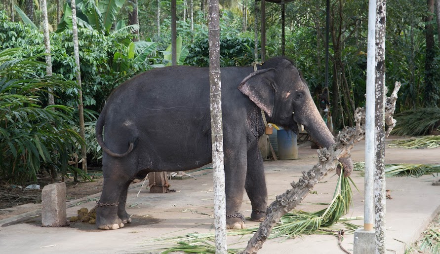 Elephant Junction Thekkady, photo 1 of 7