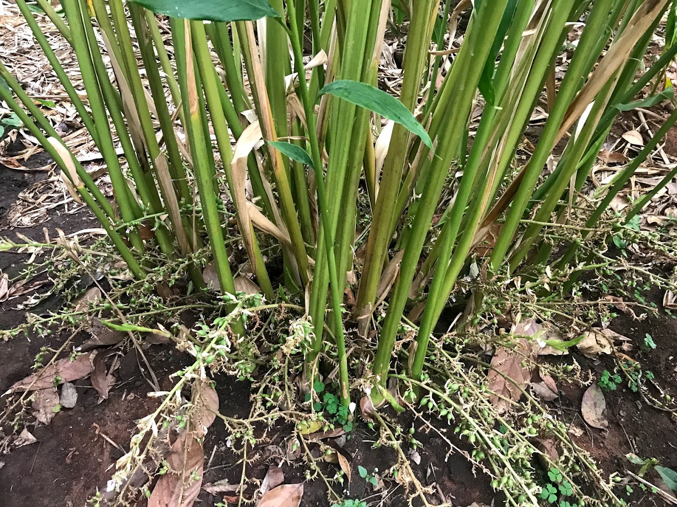 Periyarexplore Thekkady Spice Garden, photo 2 of 7