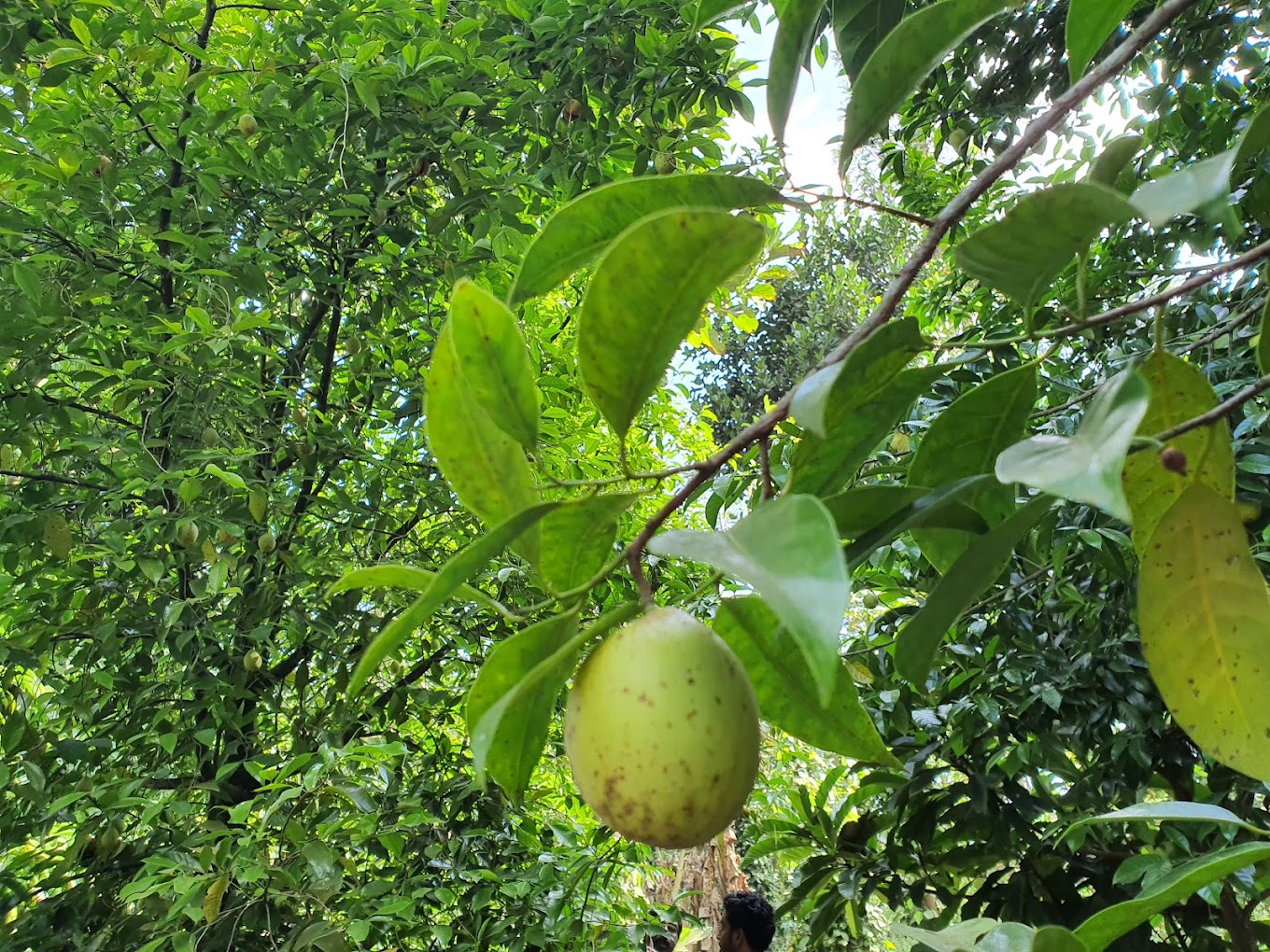 Periyarexplore Thekkady Spice Garden, photo 4 of 7