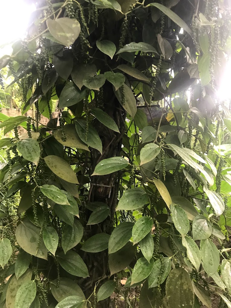 Periyarexplore Thekkady Spice Garden, photo 1 of 7