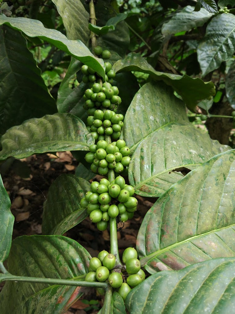 Periyarexplore Thekkady Spice Garden, photo 3 of 7