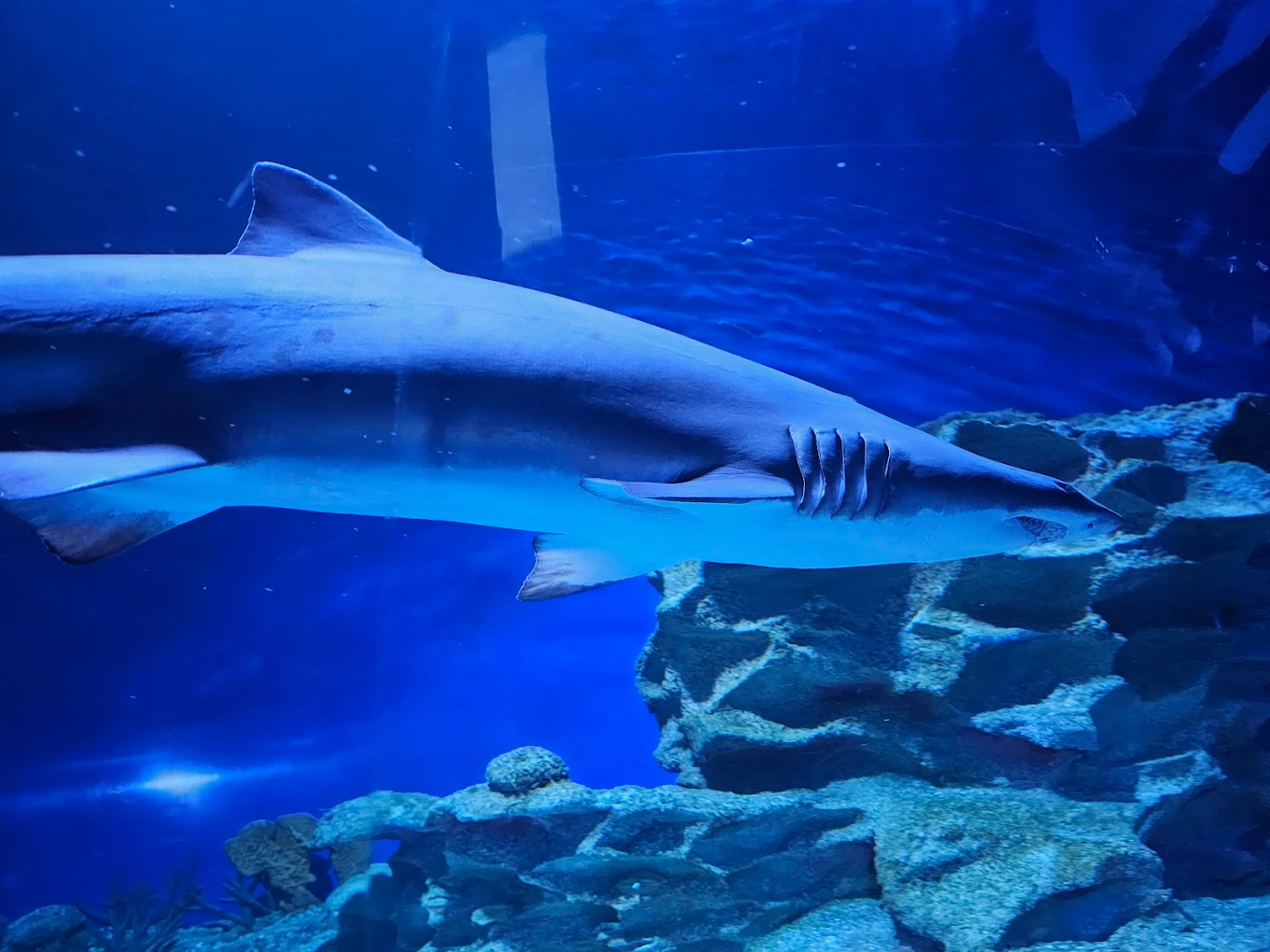 Aquaria KLCC, photo 4 of 10