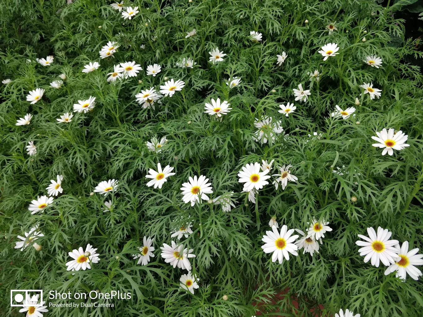 Flower Dome, photo 4 of 10